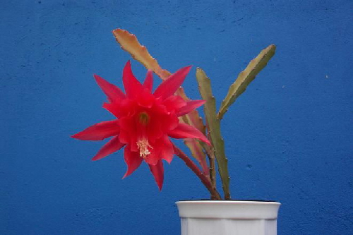 nopalxochia ackermannii